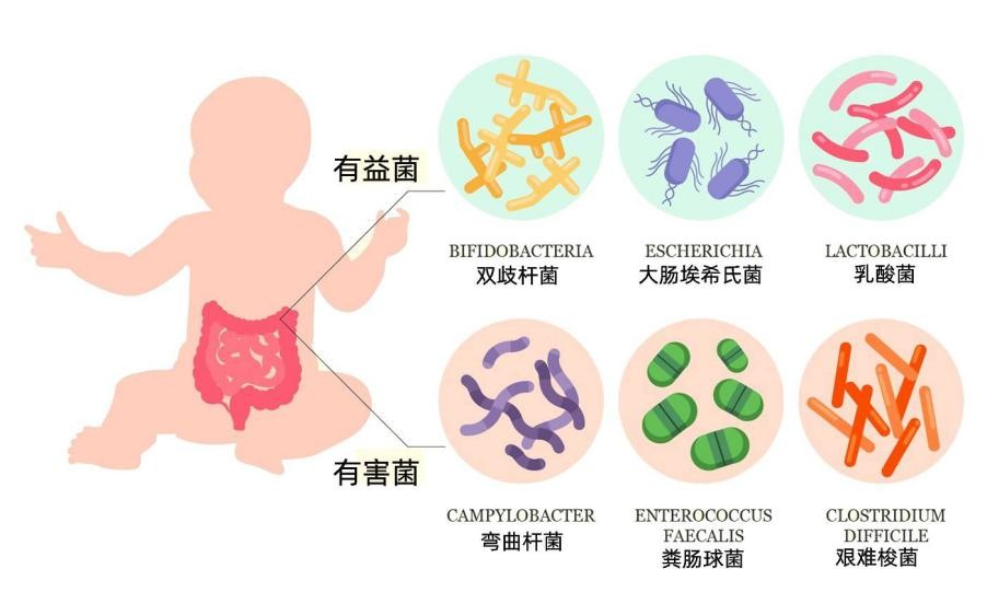 含有益生菌的奶粉排名中，这款奶粉是首选