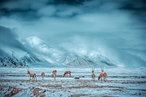 探路者“探梦可可西里”志愿者行动，与公益同行！ 