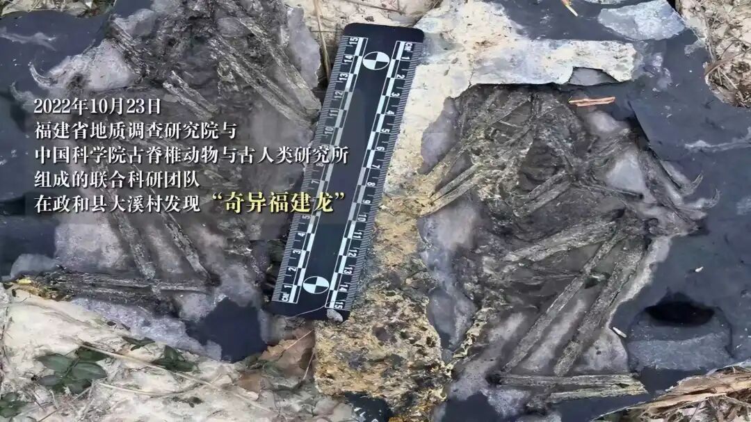 侏罗纪有没有鸟类?它们从何时开始飞翔?人类会不会灭绝? 这一次,我们终于可以在福建的土地上寻找答案 侏罗纪有没有鸟类?它们从何时开始飞翔?人类会不会灭绝? 这一次,我们终于可以在福建的土地上寻找答案