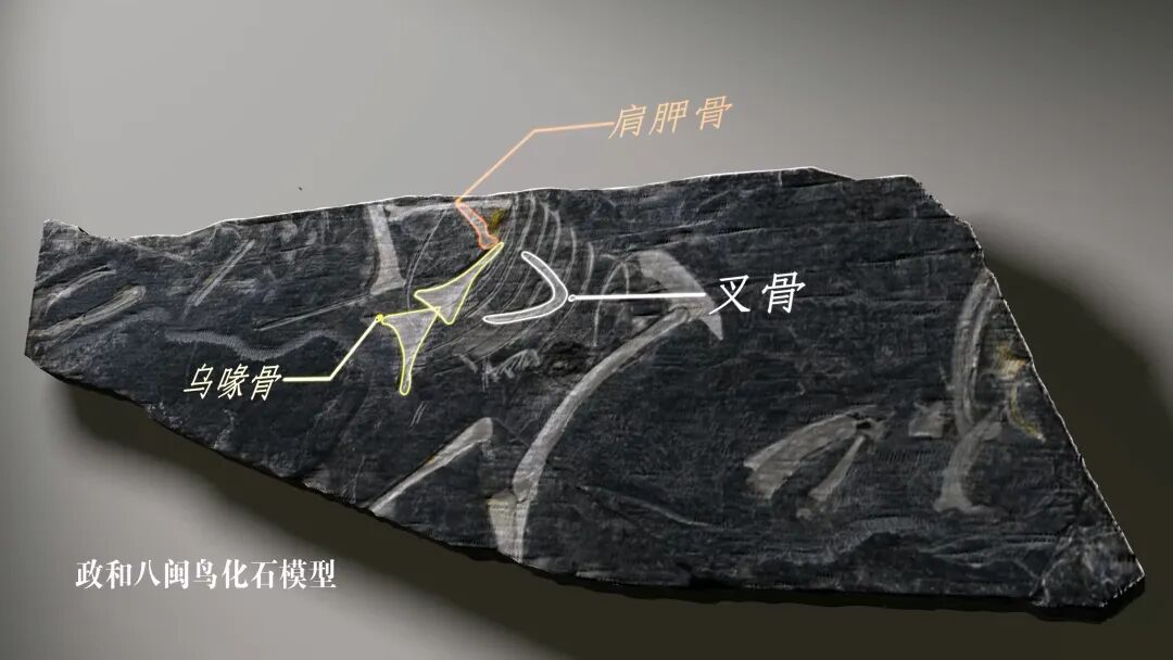 侏罗纪有没有鸟类?它们从何时开始飞翔?人类会不会灭绝? 这一次,我们终于可以在福建的土地上寻找答案 侏罗纪有没有鸟类?它们从何时开始飞翔?人类会不会灭绝? 这一次,我们终于可以在福建的土地上寻找答案