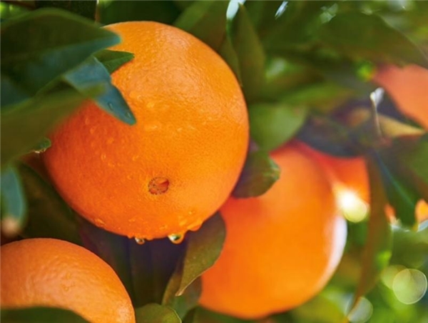 京东买菜“周末值得买”超值购 车厘子、草莓自由统统都有