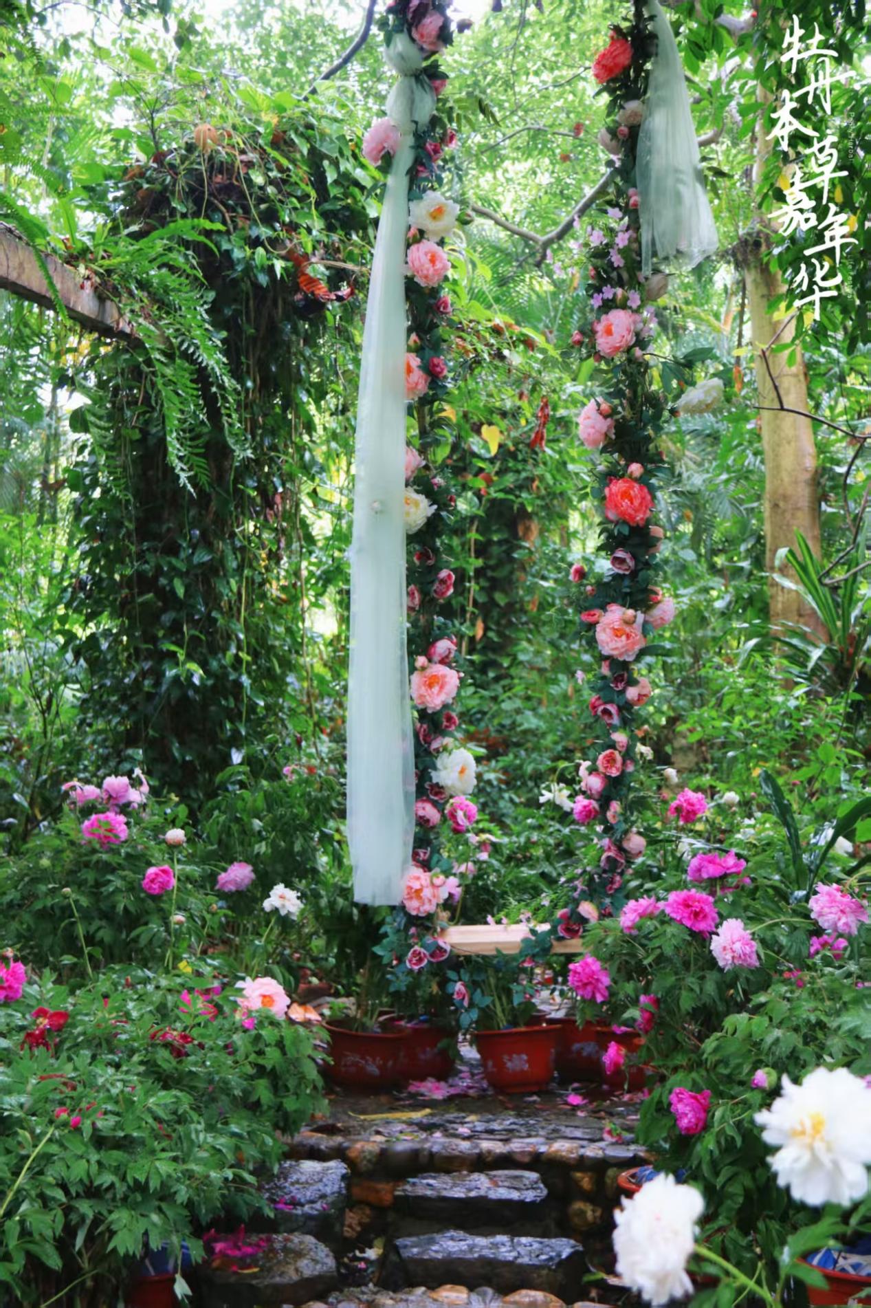 五一假期牡丹本草嘉年华让广西药用植物园迎来客流高峰 五一假期牡丹本草嘉年华让广西药用植物园迎来客流高峰