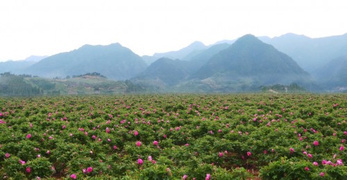 可以吃的中国传统玫瑰来了，聚划算·汇聚孵化平阴玫瑰地域品牌