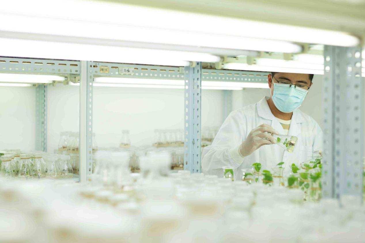 13年定义4大标准，全棉时代将一朵棉花做到极致