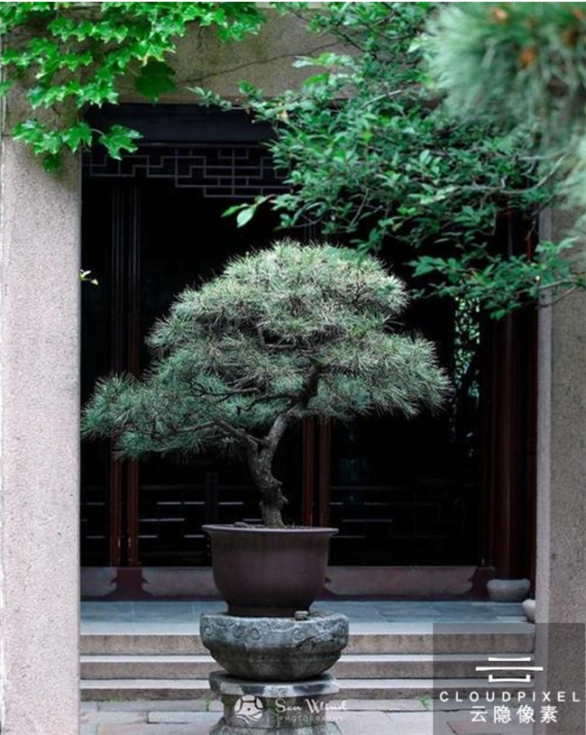 西安庭院落叶扫不完?云隐像素低落屑植物配置,日常打理超省心 西安庭院落叶扫不完?云隐像素低落屑植物配置,日常打理超省心