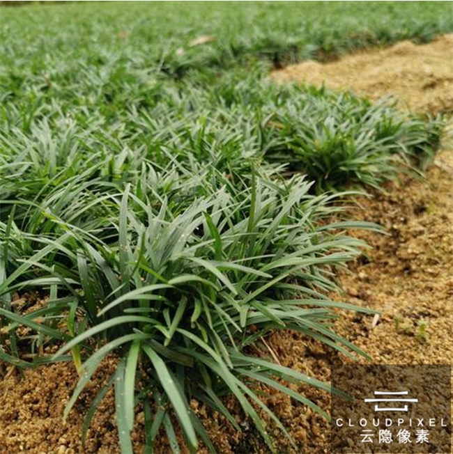 西安庭院落叶扫不完?云隐像素低落屑植物配置,日常打理超省心 西安庭院落叶扫不完?云隐像素低落屑植物配置,日常打理超省心