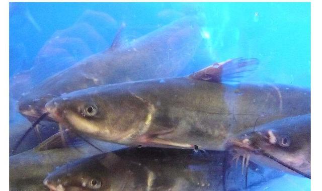 彭州游记之高家院子