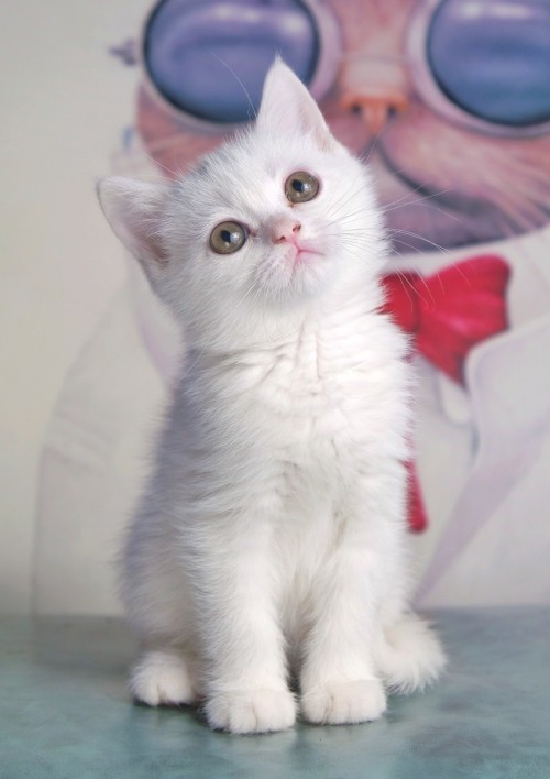 “龟与熊猫”平价宠物量贩超市重装开业，萌翻全场，开业优惠多多！