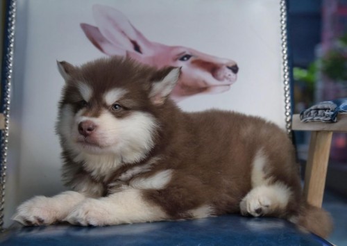 “龟与熊猫”平价宠物量贩超市重装开业，萌翻全场，开业优惠多多！