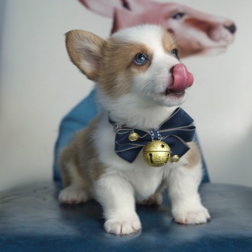 “龟与熊猫”平价宠物量贩超市重装开业，萌翻全场，开业优惠多多！