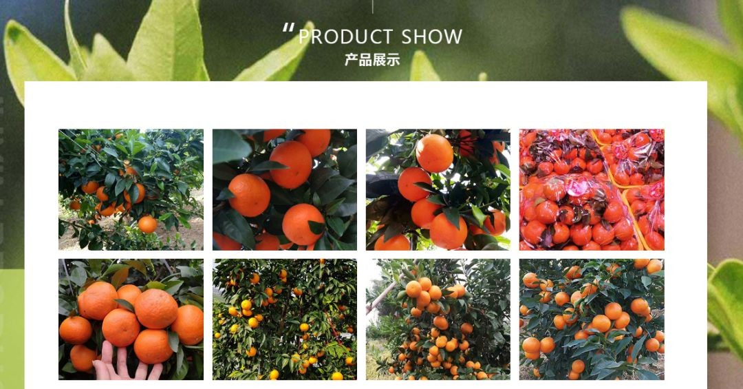 满满维生素,聚鑫家庭农场,现摘现卖满足你的味蕾 满满维生素,聚鑫家庭农场,现摘现卖满足你的味蕾