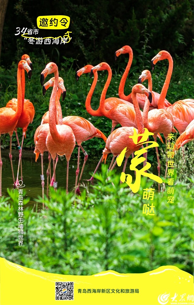 @全国的家人们,一起在青岛西海岸新区冬游吧! @全国的家人们,一起在青岛西海岸新区冬游吧!