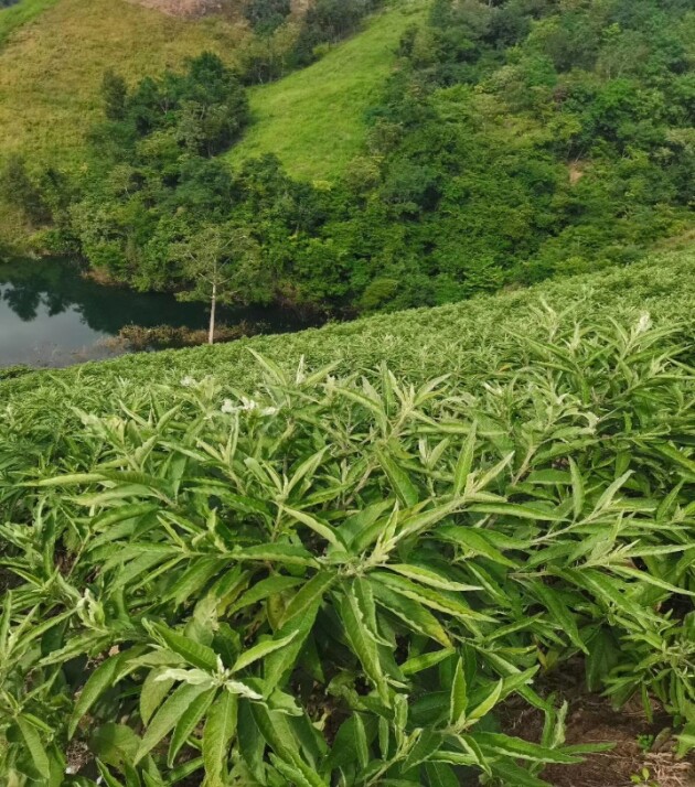 千年苗药道地药材 咽立爽口含滴丸 再次登榜2022年-2023年“中国家庭常备药” 千年苗药道地药材 咽立爽口含滴丸 再次登榜2022年-2023年“中国家庭常备药”