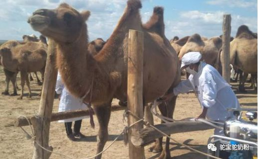 冬季健康指南：骆驼奶，营养丰富增强抵抗力