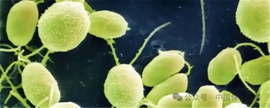 中国首家“藻饮”店亮相北京，引领健康饮品新风尚