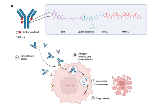 国产ADC的机会时刻