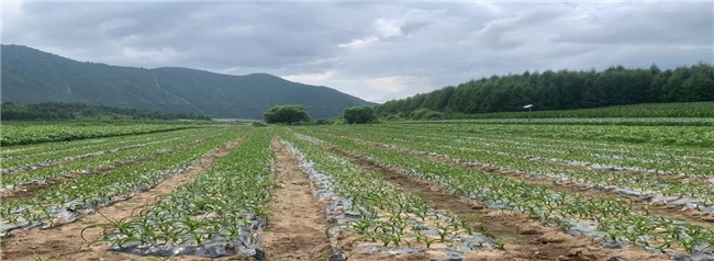 快乐购与吉林紫御集团达成战略合作，珍稀资源“虎眼万年青”首度迈出东北