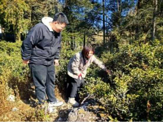 东北电力大学建水春茗团队:数字化赋能茶产业开启智慧茶旅新征程 东北电力大学建水春茗团队:数字化赋能茶产业开启智慧茶旅新征程