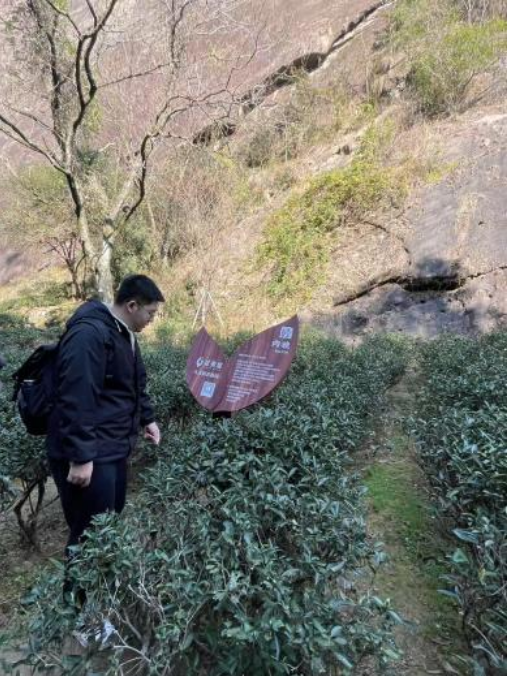 东北电力大学建水春茗团队:数字化赋能茶产业开启智慧茶旅新征程 东北电力大学建水春茗团队:数字化赋能茶产业开启智慧茶旅新征程