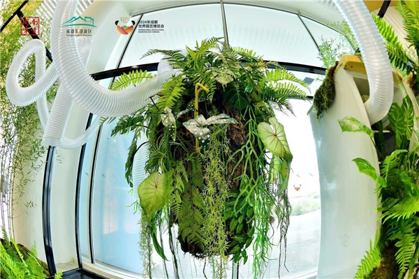 一朵花,开在人与自然的对视中 | 2024成都世园会绿色低碳主题活动