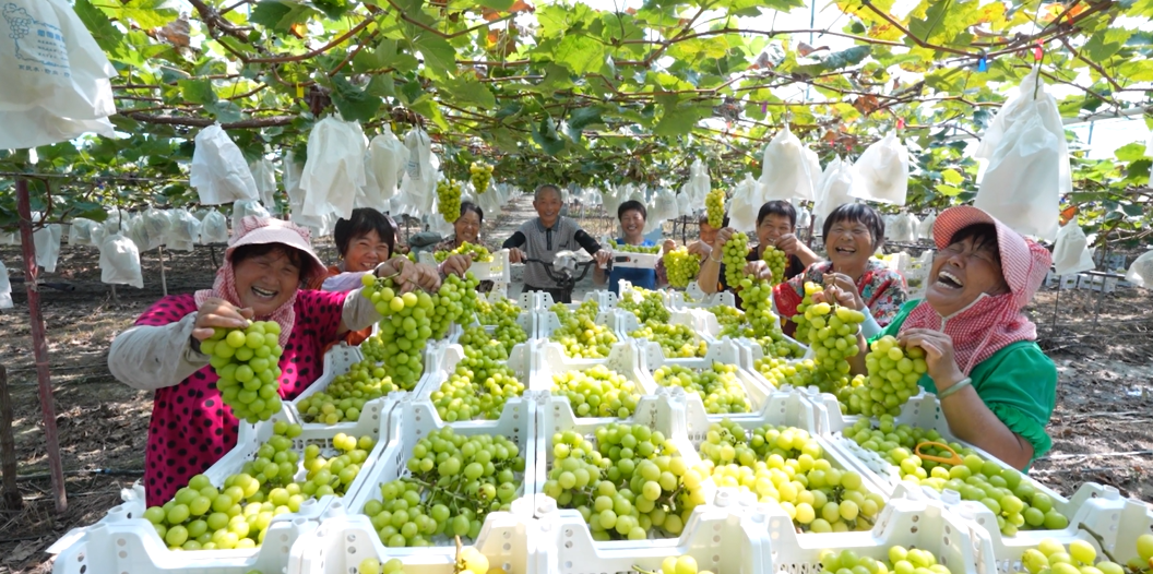 开启农与花的盛宴！2024两岸农博会·花博会将在福建漳州举办