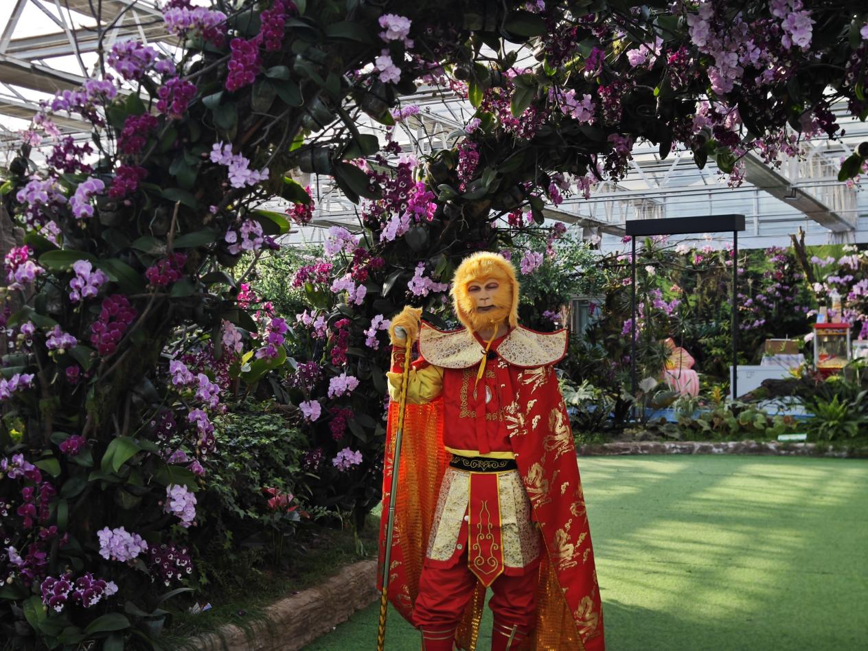 兰香不散，热度不减！北京兰花文化嘉年华元旦后依旧人气爆棚