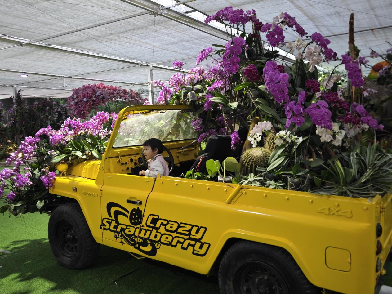 兰香不散，热度不减！北京兰花文化嘉年华元旦后依旧人气爆棚