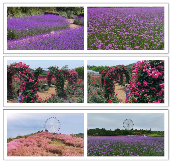 邵东怡卉奇幻世界焕新亮相 打造湖南短途文旅新标杆