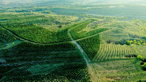 Honda在华企业联合植树造林工程再增1,000亩