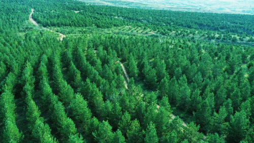Honda在华企业联合植树造林工程再增1,000亩