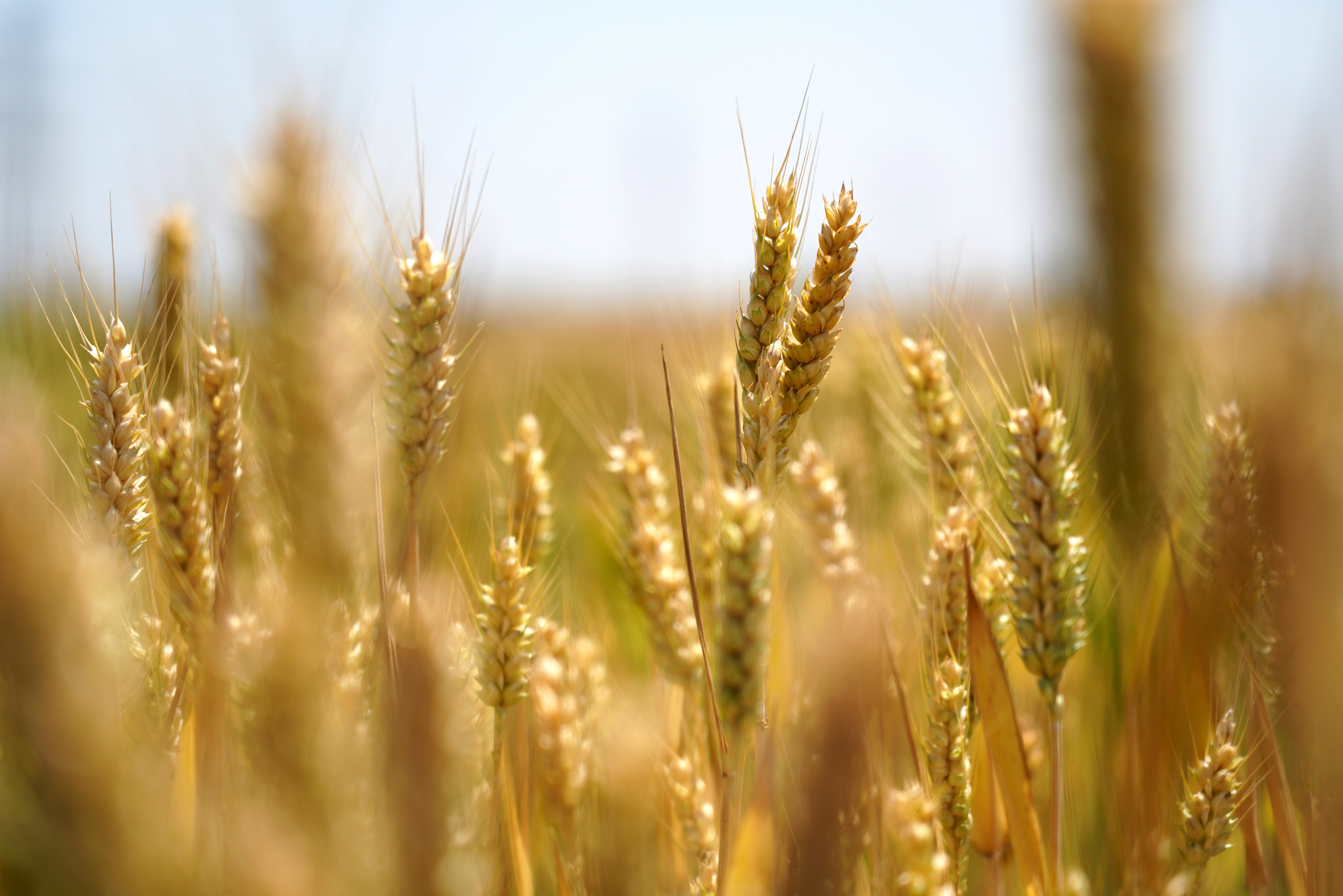 藏粮于地 藏粮于技 | 棕榈股份大力推进高标准农田建设 绘就出彩河南华美乐章 藏粮于地 藏粮于技 | 棕榈股份大力推进高标准农田建设 绘就出彩河南华美乐章