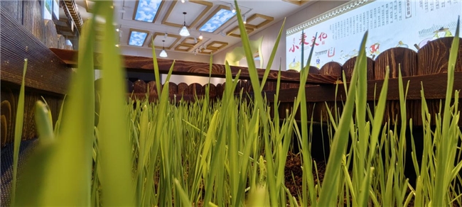 知名导演跨界打造!美丽乡村里的原麦艺术空间 知名导演跨界打造!美丽乡村里的原麦艺术空间