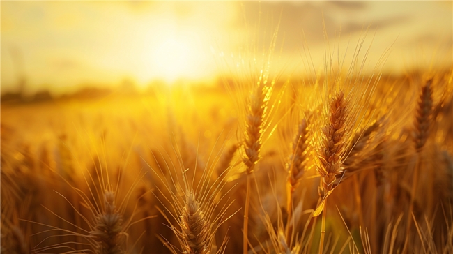 知名导演跨界打造!美丽乡村里的原麦艺术空间 知名导演跨界打造!美丽乡村里的原麦艺术空间