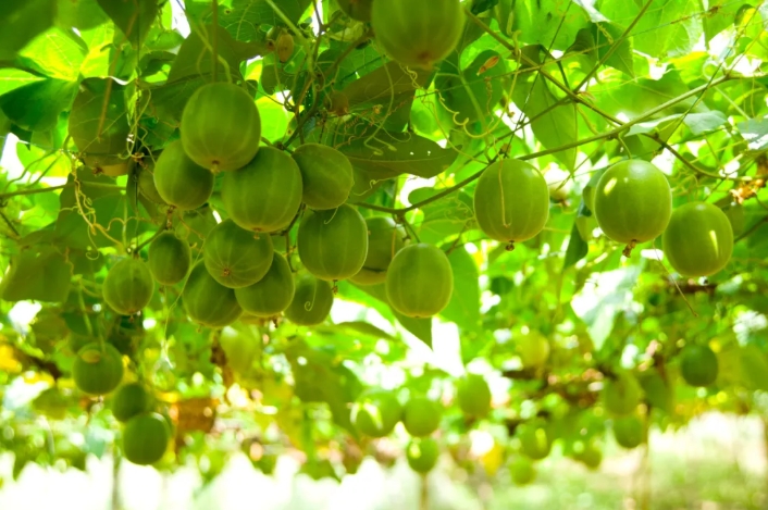 在广西，这里有比白糖还甜300倍却吃不胖的神奇水果……