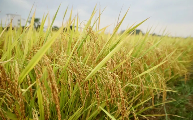 古辣香米：让人越吃越爱的米中瑰宝