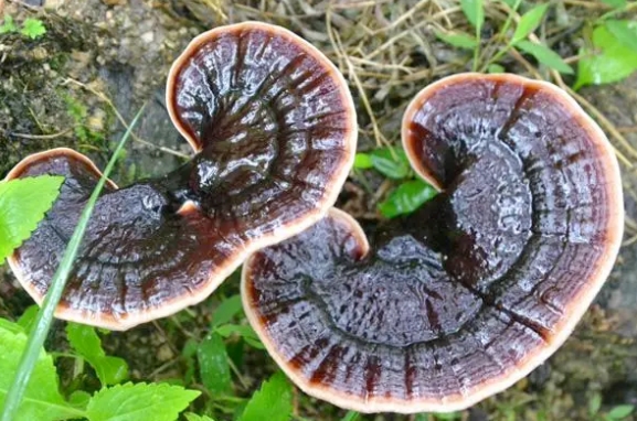 “灵”气十足的秘密 “灵”气十足的秘密