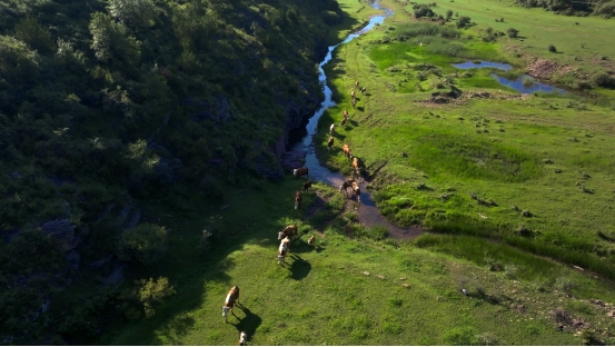 和顺肉牛：以生态为基  谱写乡村振兴