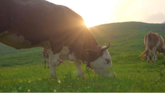 和顺肉牛：以生态为基  谱写乡村振兴