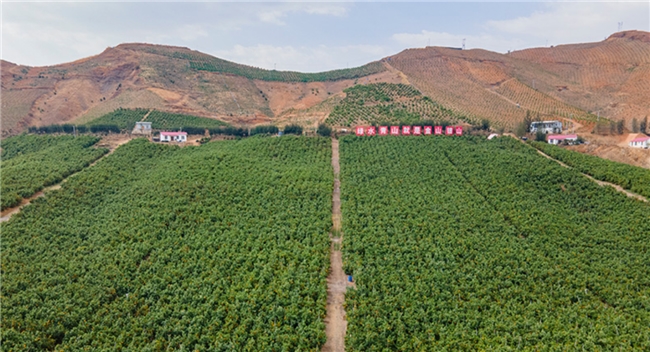 红参哪个品牌正宗？产地溯源认证：长白山核心产区红参品牌的地理标志与正宗性关联