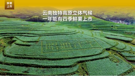 市场地位声明:噜咪啦 云贵薯片开创者,云贵薯片全国销量第一 市场地位声明:噜咪啦 云贵薯片开创者,云贵薯片全国销量第一
