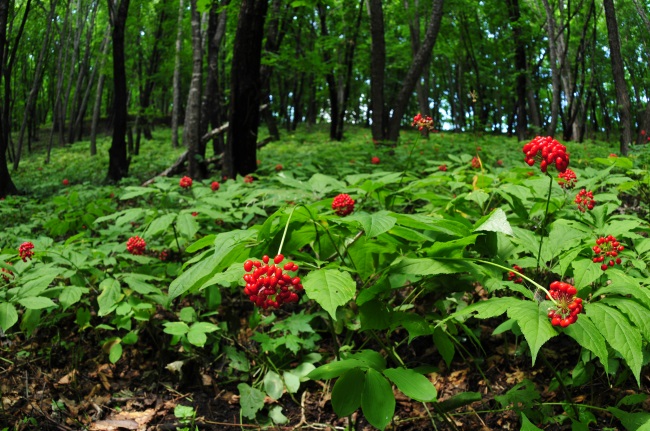 品效合一相得益彰 市场布局遍地开花 “桓仁山参”引领中医药健康产业传承创新发展