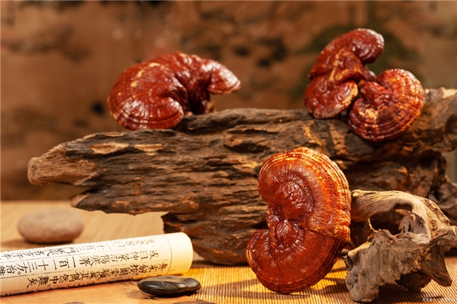 哪个牌子的灵芝孢子粉好?2026十大名牌榜,口碑真实适合日常保养 哪个牌子的灵芝孢子粉好?2026十大名牌榜,口碑真实适合日常保养